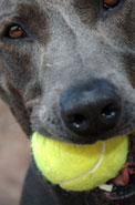 Dog Holding Tennis Ball
