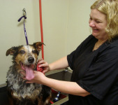Dog Being Groomed